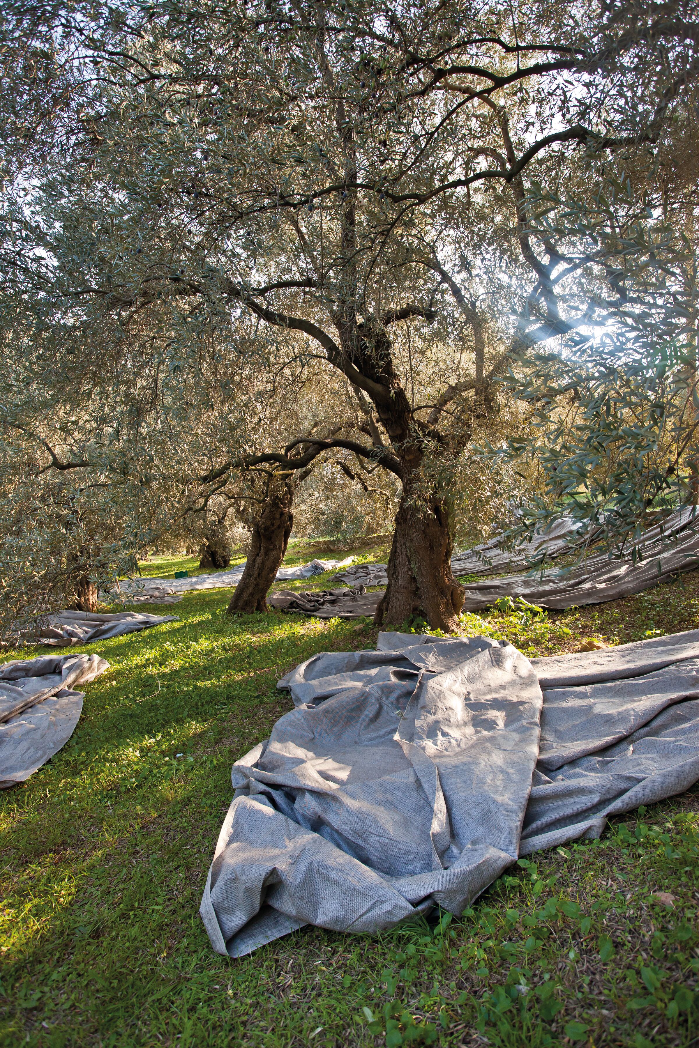 Olive Trees Can Impact Climate Change